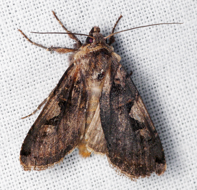 Xestia c-nigrum - c-betűs fűbagoly