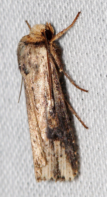Axylia putris - vonalkás földibagoly
