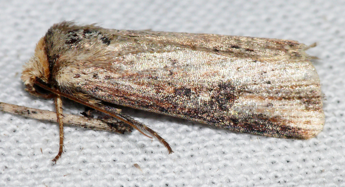 Axylia putris - vonalkás földibagoly
