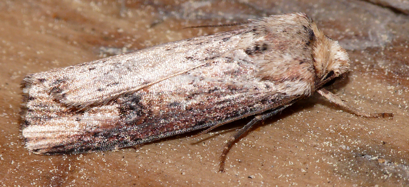 Axylia putris - vonalkás földibagoly