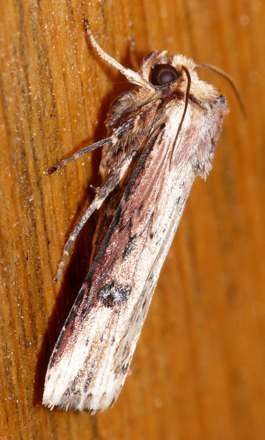 Axylia putris - vonalkás földibagoly