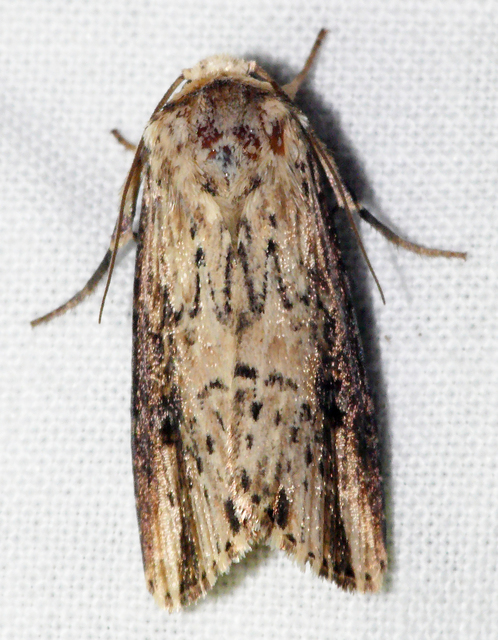 Axylia putris - vonalkás földibagoly