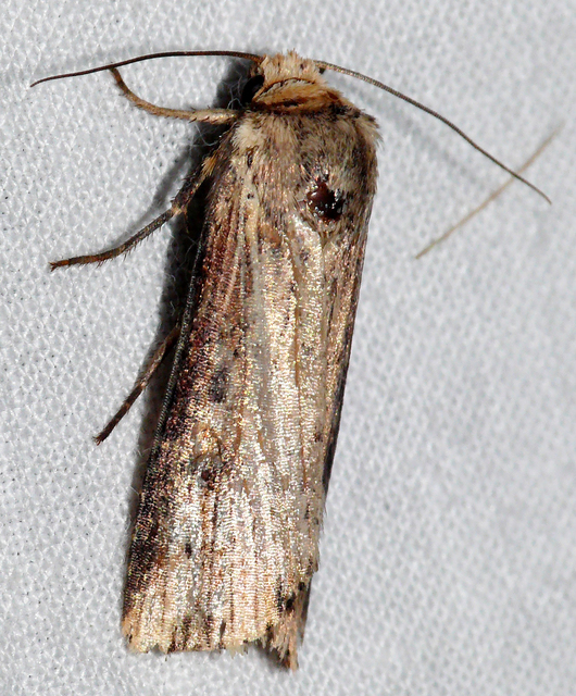 Axylia putris - vonalkás földibagoly