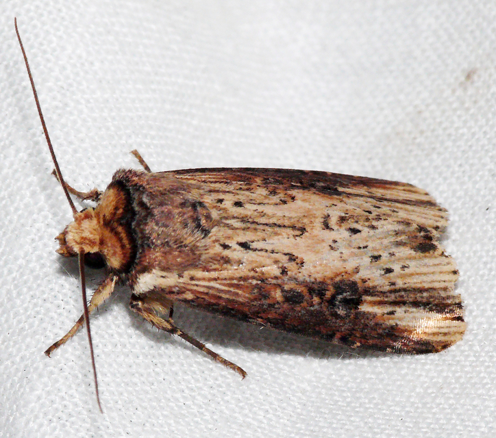 Axylia putris - vonalkás földibagoly