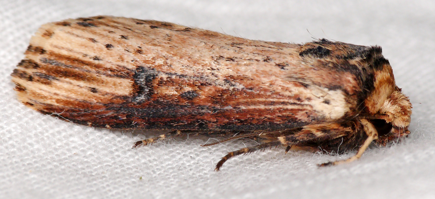 Axylia putris - vonalkás földibagoly