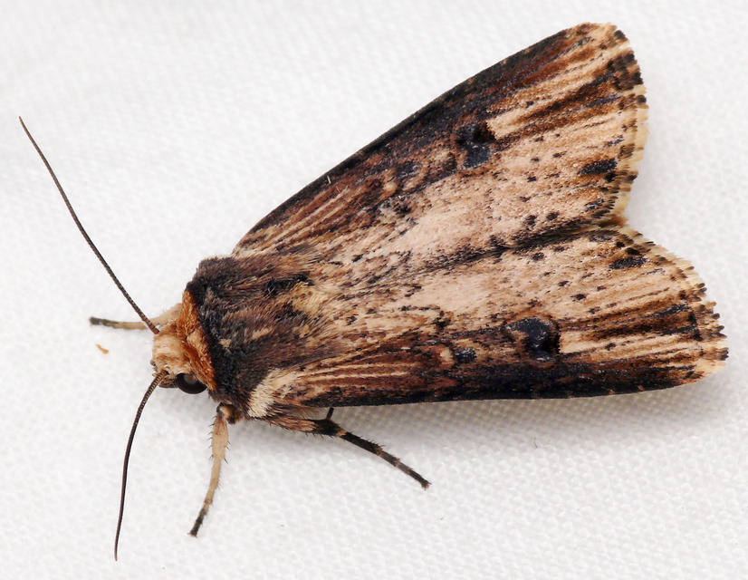 Axylia putris - vonalkás földibagoly