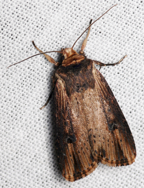 Axylia putris - vonalkás földibagoly