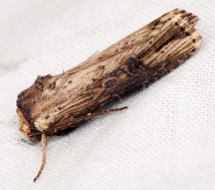 Axylia putris - vonalkás földibagoly