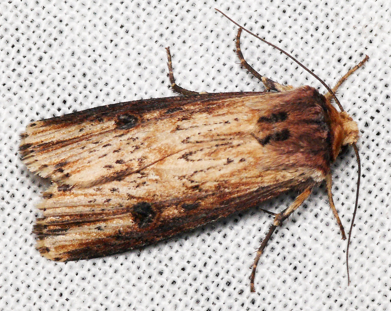 Axylia putris - vonalkás földibagoly