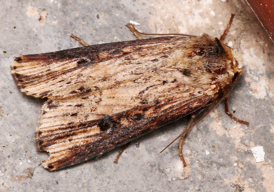 Axylia putris - vonalkás földibagoly