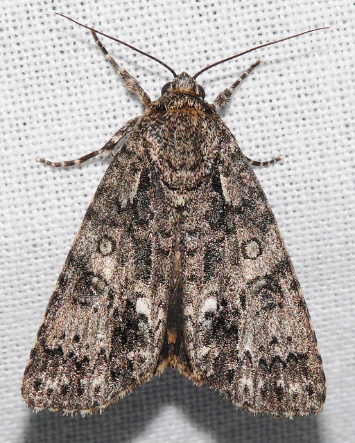 Acronicta rumicis - sóska-szigonyosbagoly