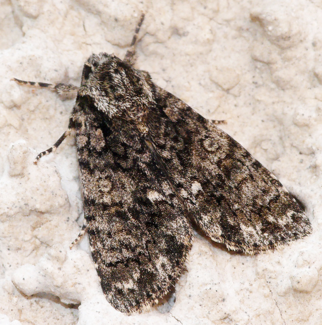 Acronicta rumicis - sóska-szigonyosbagoly