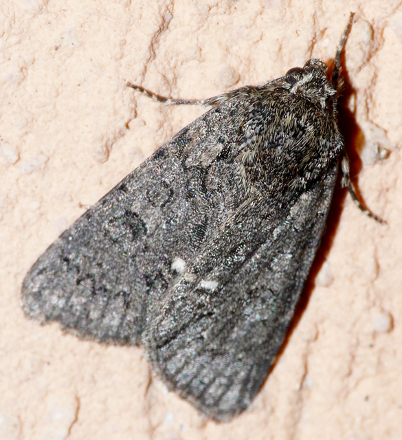 Acronicta rumicis - sóska-szigonyosbagoly