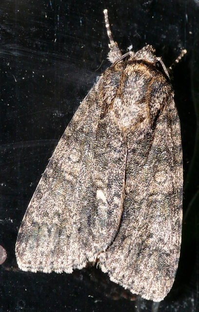 Acronicta rumicis - sóska-szigonyosbagoly