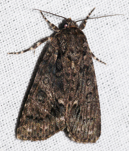 Acronicta rumicis - sóska-szigonyosbagoly