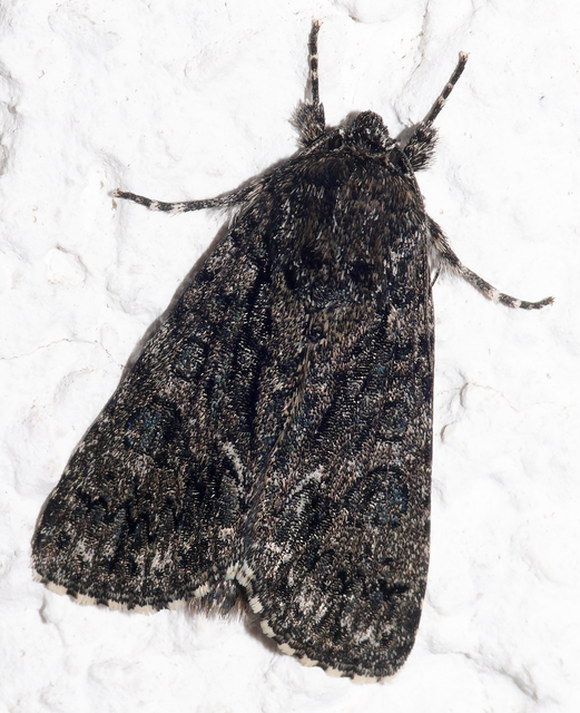 Acronicta rumicis - sóska-szigonyosbagoly