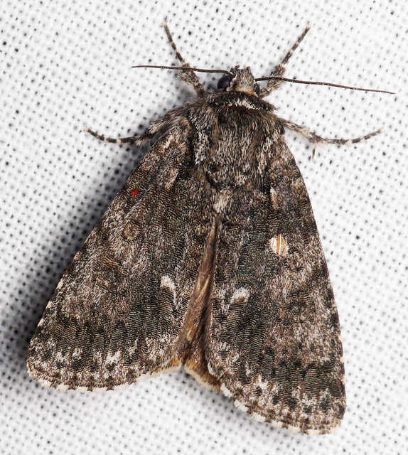 Acronicta rumicis - sóska-szigonyosbagoly