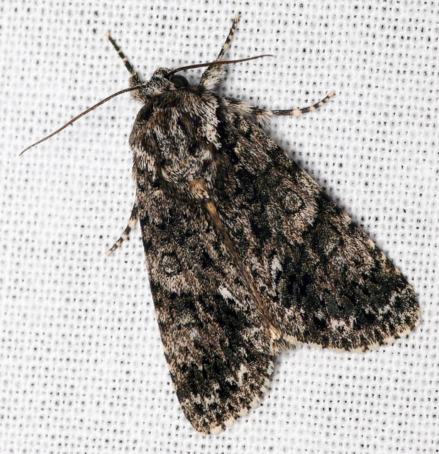 Acronicta rumicis - sóska-szigonyosbagoly