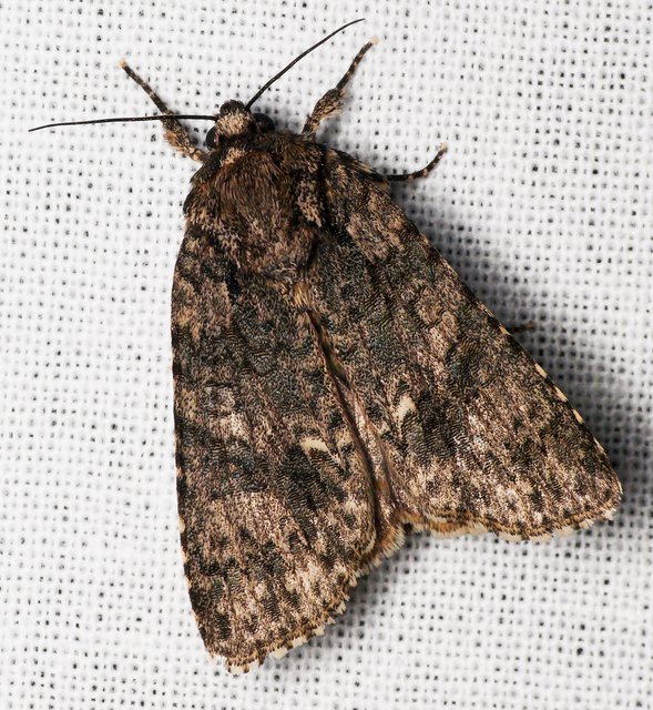 Acronicta rumicis - sóska-szigonyosbagoly