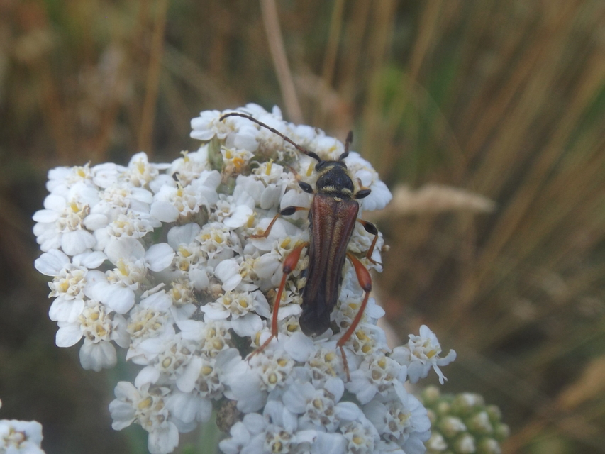 Stenopterus rufus - tarkacsápú keskenyfedőscincér