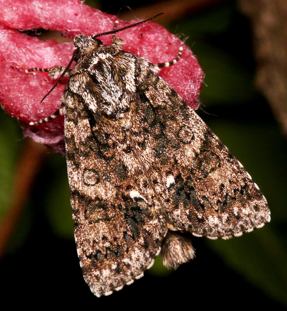 Acronicta rumicis - sóska-szigonyosbagoly