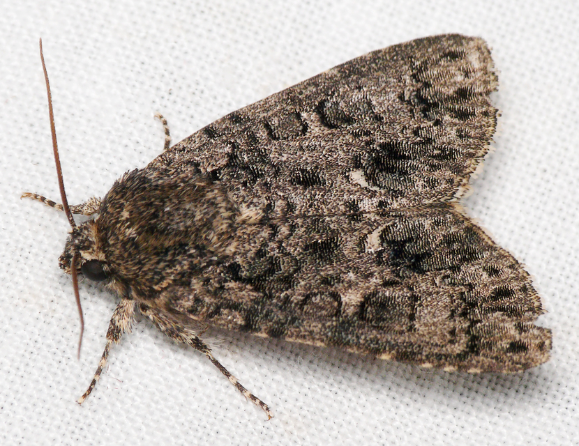 Acronicta rumicis - sóska-szigonyosbagoly