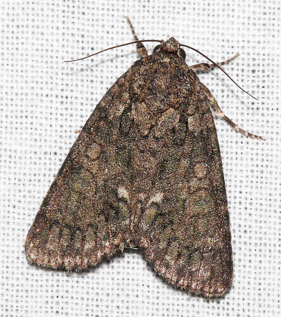 Acronicta rumicis - sóska-szigonyosbagoly