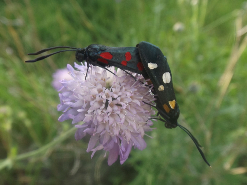 Zygaena ephialtes - változékony csüngőlepke