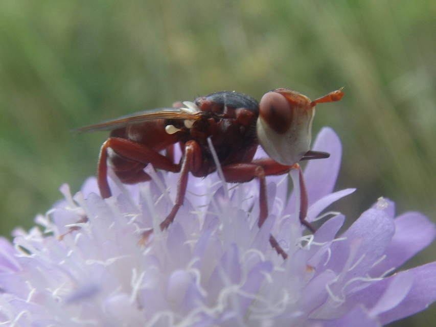 Myopa