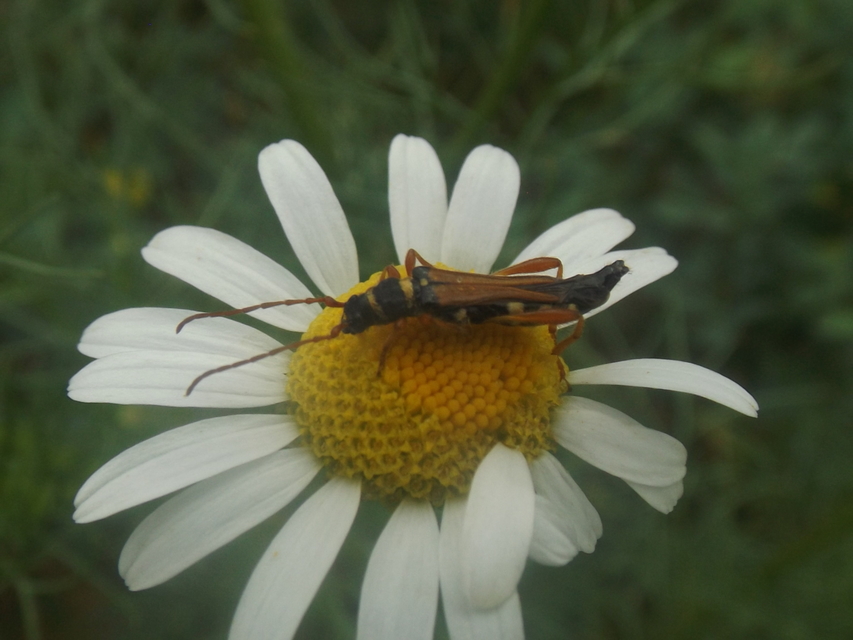 Stenopterus flavicornis - sárgacsápú keskenyfedőscincér