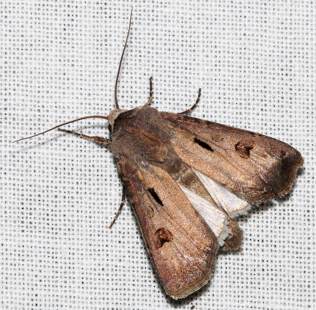 Agrotis exclamationis - felkiáltójeles földibagoly