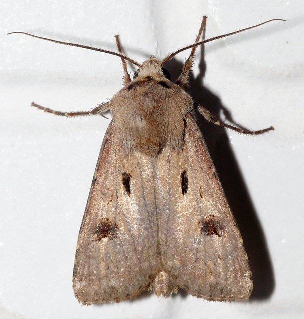 Agrotis exclamationis - felkiáltójeles földibagoly