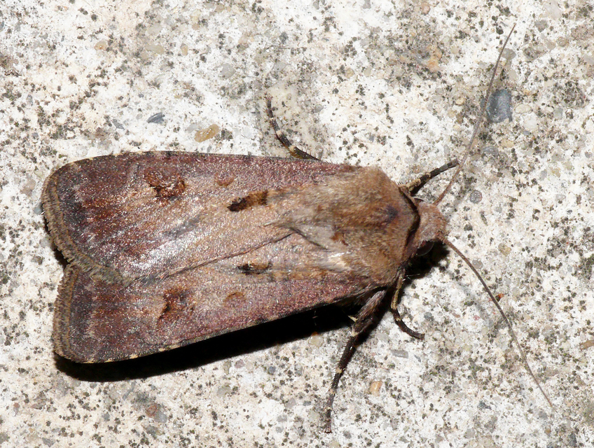 Agrotis exclamationis - felkiáltójeles földibagoly