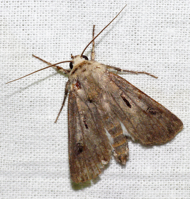 Agrotis exclamationis - felkiáltójeles földibagoly