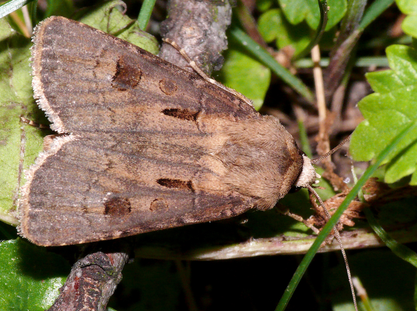 Agrotis exclamationis - felkiáltójeles földibagoly