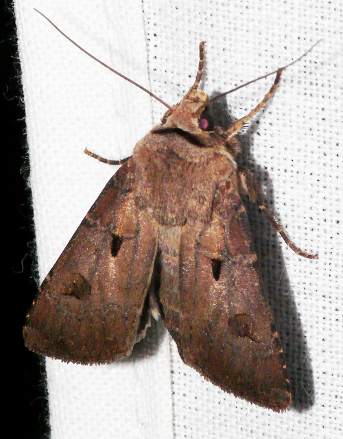Agrotis exclamationis - felkiáltójeles földibagoly