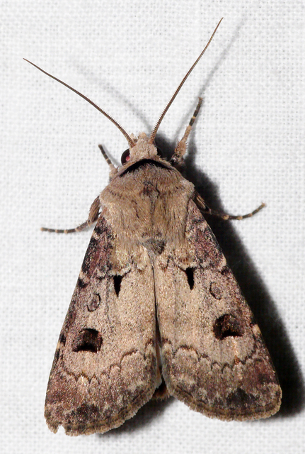Agrotis exclamationis - felkiáltójeles földibagoly