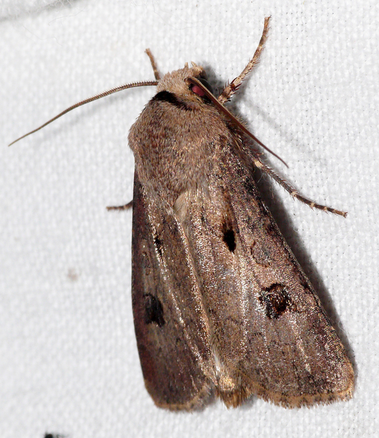 Agrotis exclamationis - felkiáltójeles földibagoly