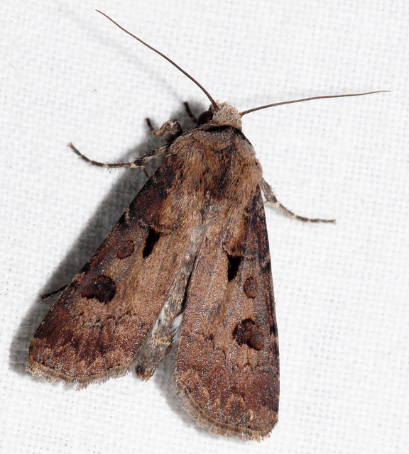Agrotis exclamationis - felkiáltójeles földibagoly