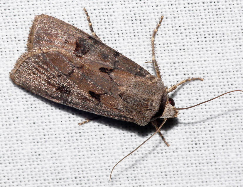 Agrotis exclamationis - felkiáltójeles földibagoly