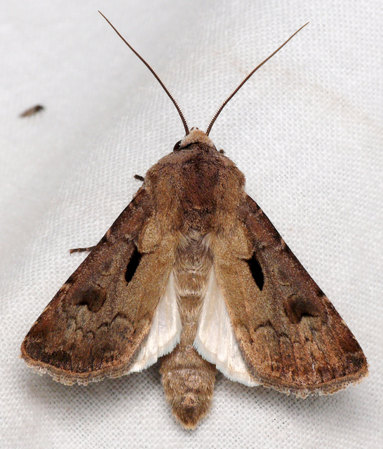 Agrotis exclamationis - felkiáltójeles földibagoly