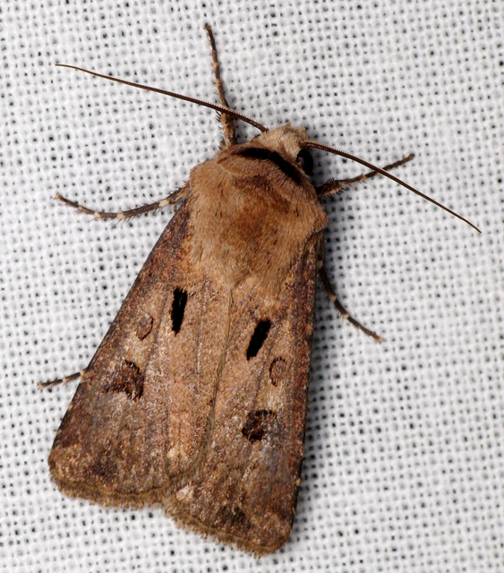 Agrotis exclamationis - felkiáltójeles földibagoly