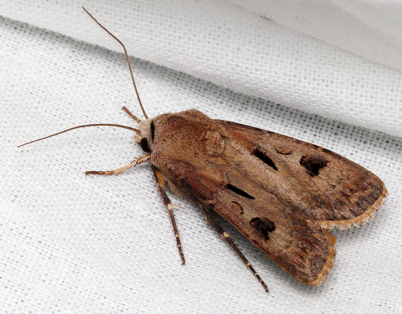 Agrotis exclamationis - felkiáltójeles földibagoly