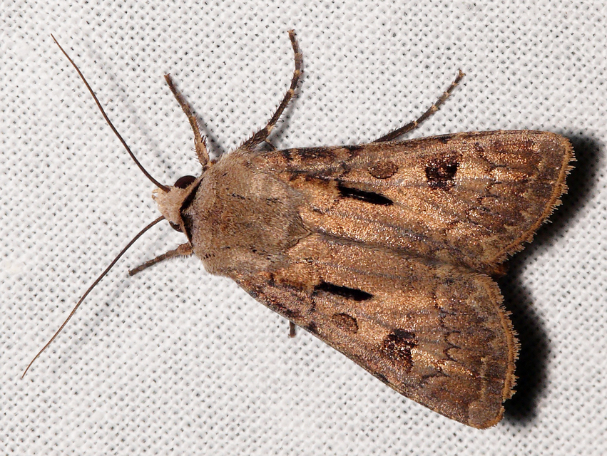 Agrotis exclamationis - felkiáltójeles földibagoly