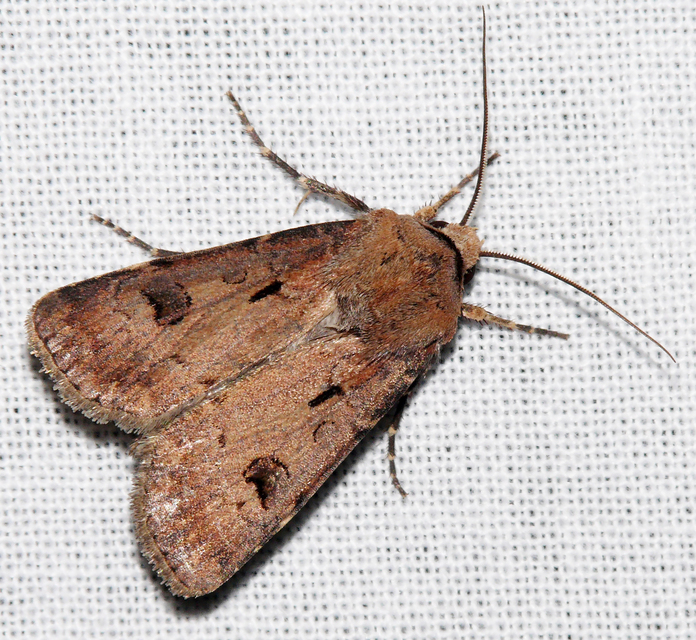 Agrotis exclamationis - felkiáltójeles földibagoly