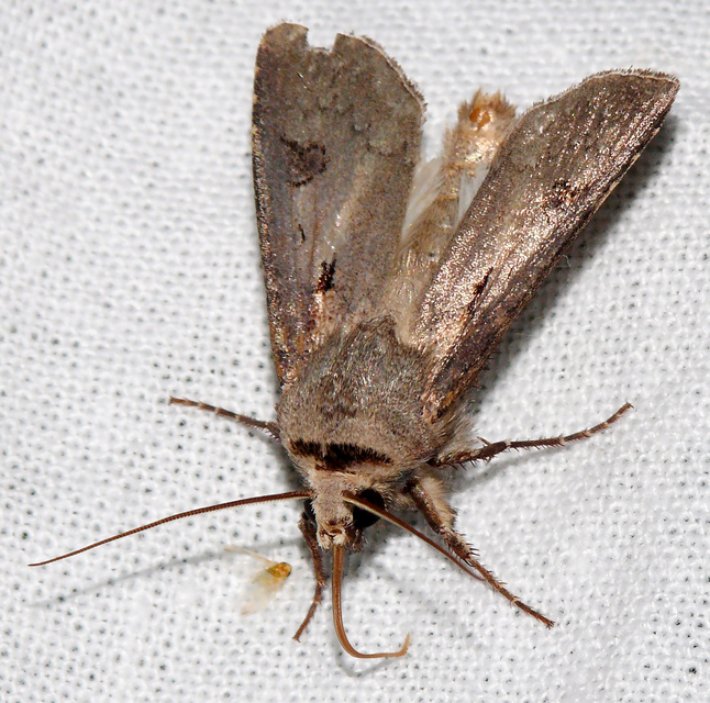 Agrotis exclamationis - felkiáltójeles földibagoly