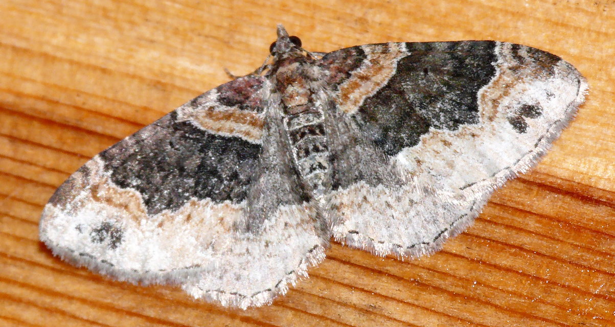 Xanthorhoe ferrugata - kerti tarkaaraszoló