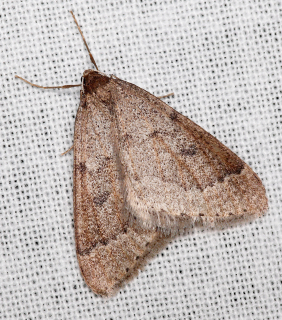 Theria rupicapraria - tavaszi kökényaraszoló
