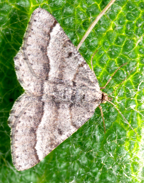 Tephrina murinaria - egérszínű araszoló