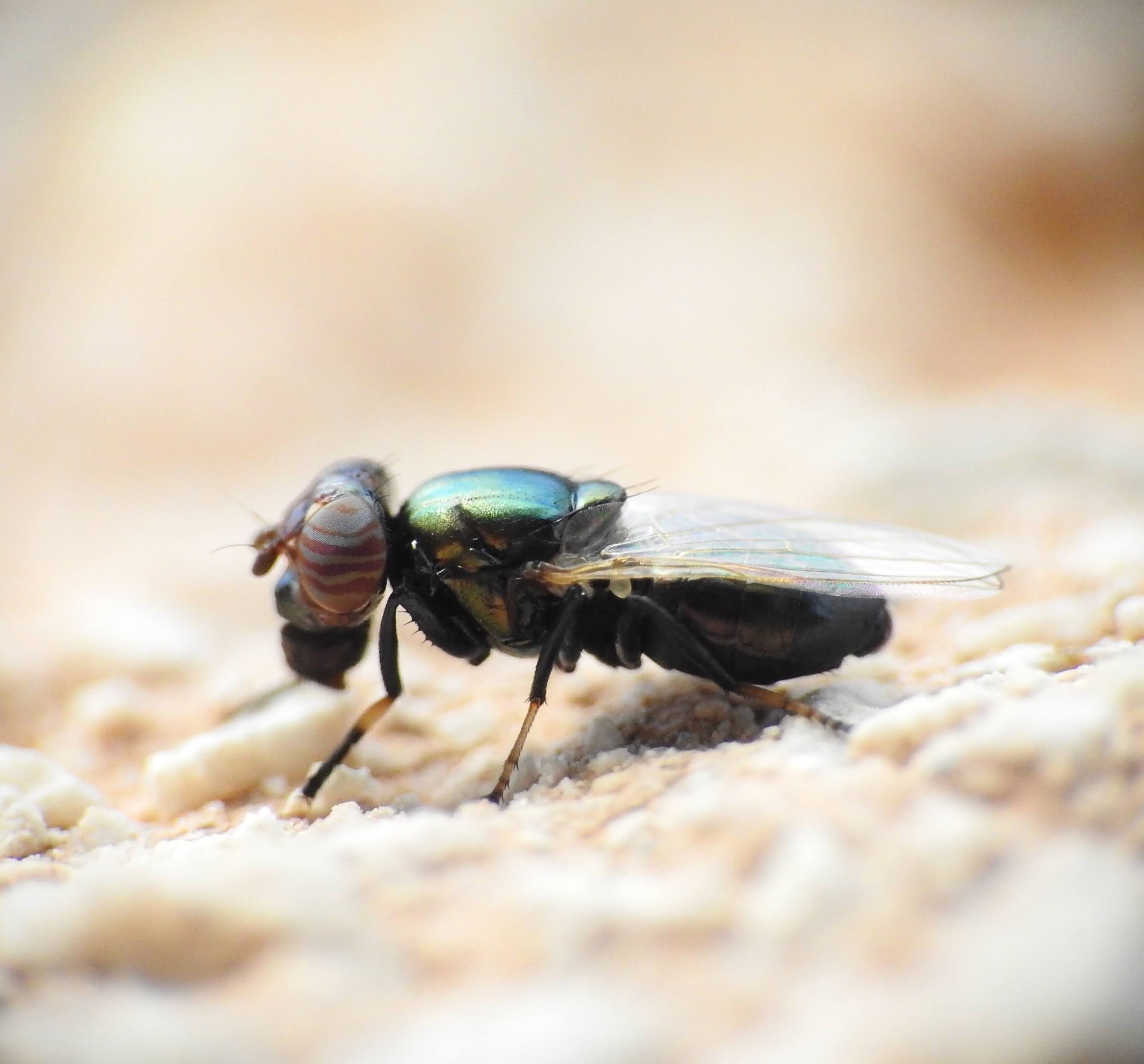 Physiphora alceae